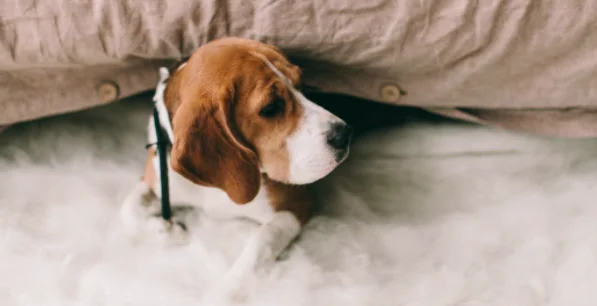 Disturbo dell'attenzione, anche i cani ne soffrono